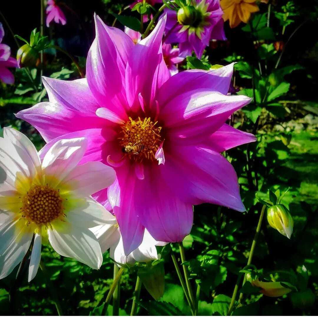 FLOWER