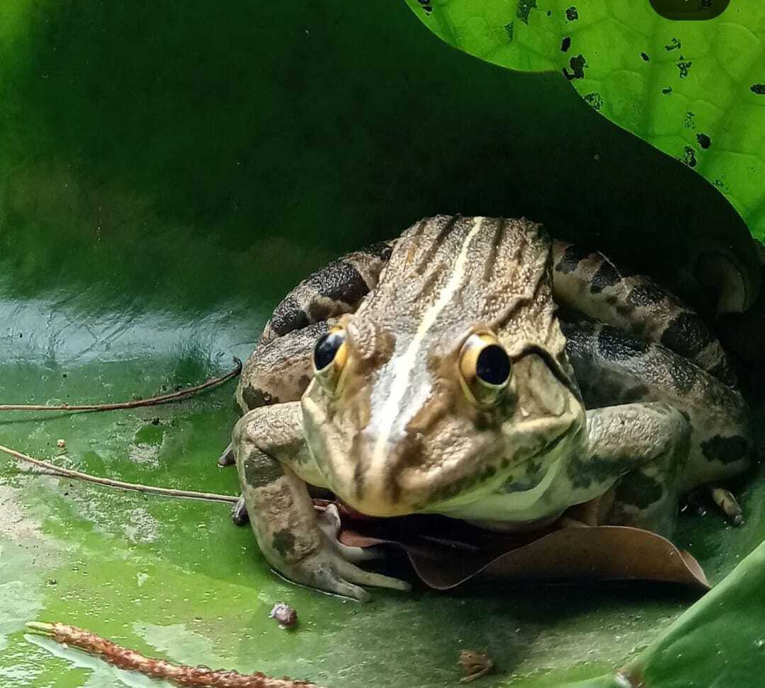 frog