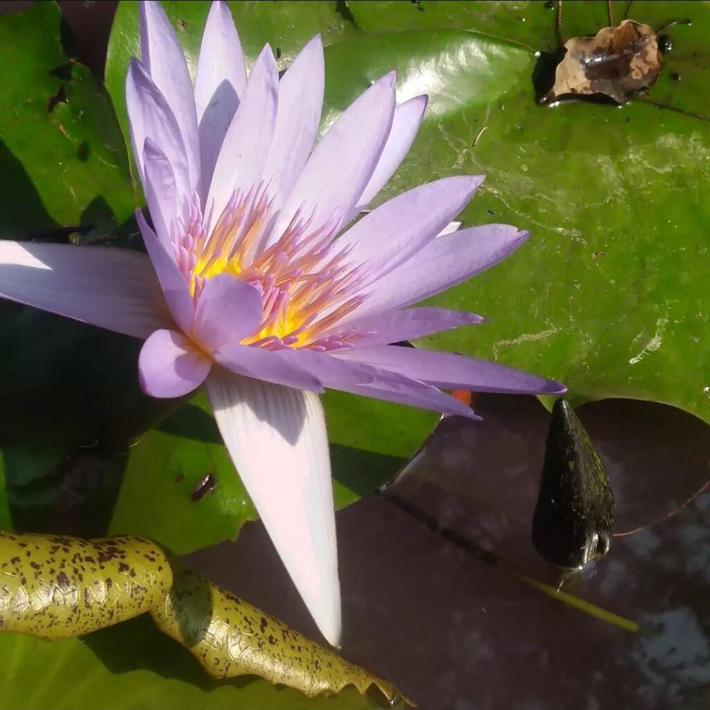 FLOWER